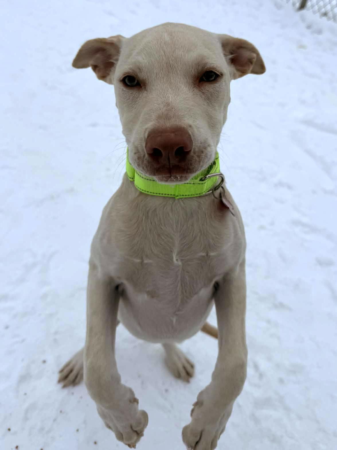 Emily, adopted, Young Female Labrador Retriever & Pit Bull Terrier.