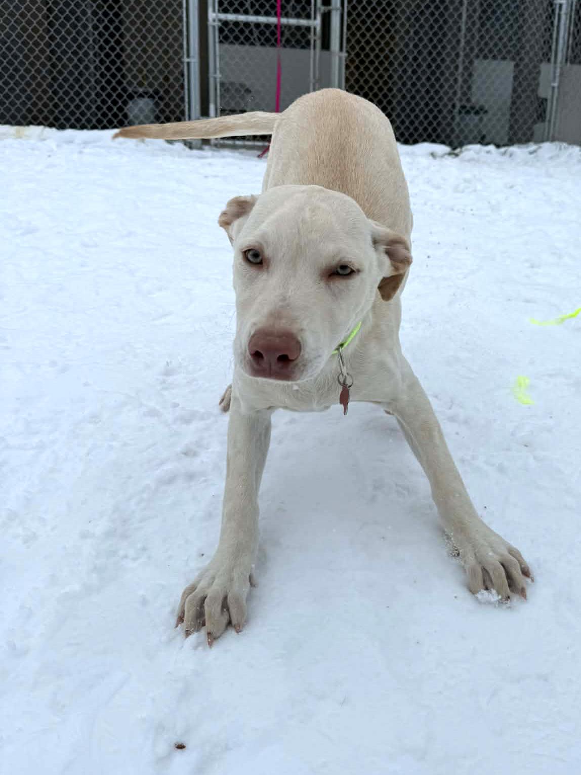 Enlarge Emily, an adopted mixed breed in Onalaska, WI image 2/6