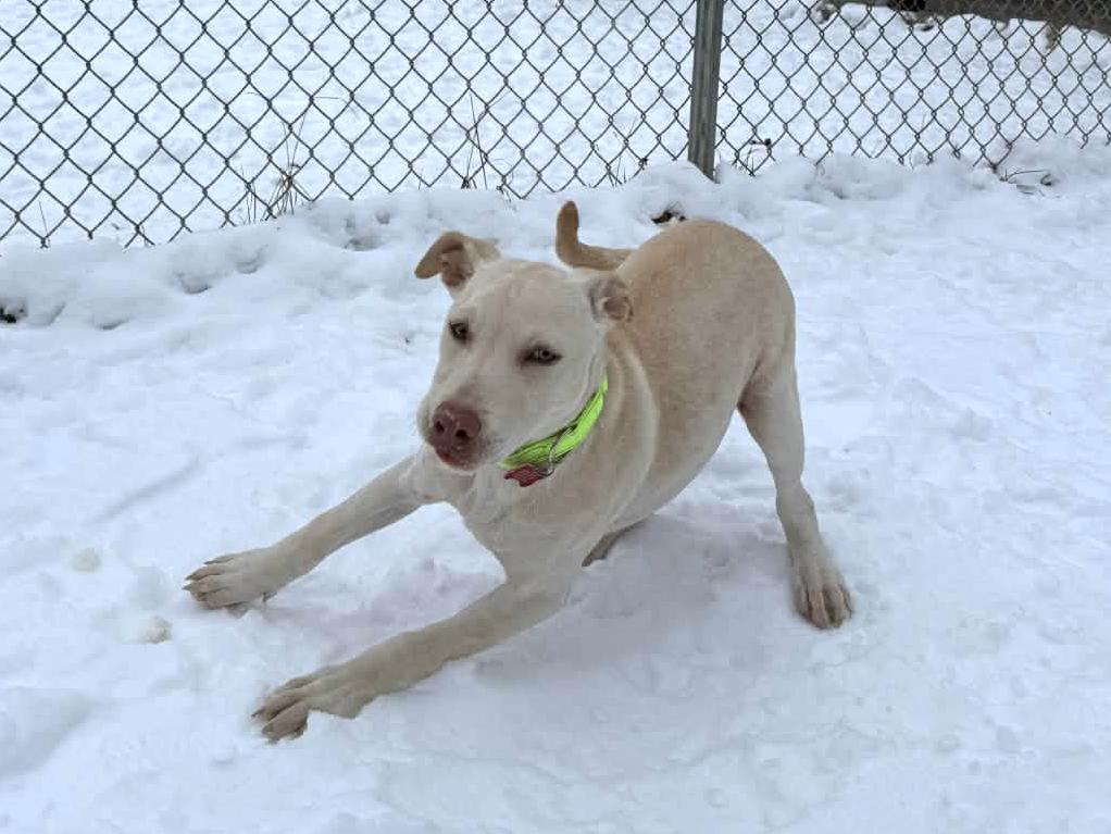 Enlarge Emily, an adopted mixed breed in Onalaska, WI image 3/6