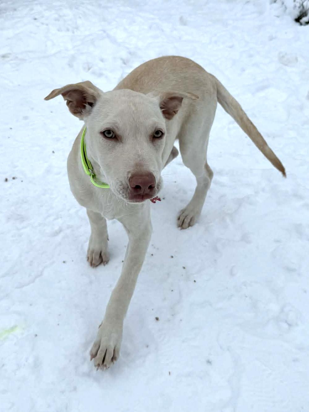 Enlarge Emily, an adopted mixed breed in Onalaska, WI image 4/6