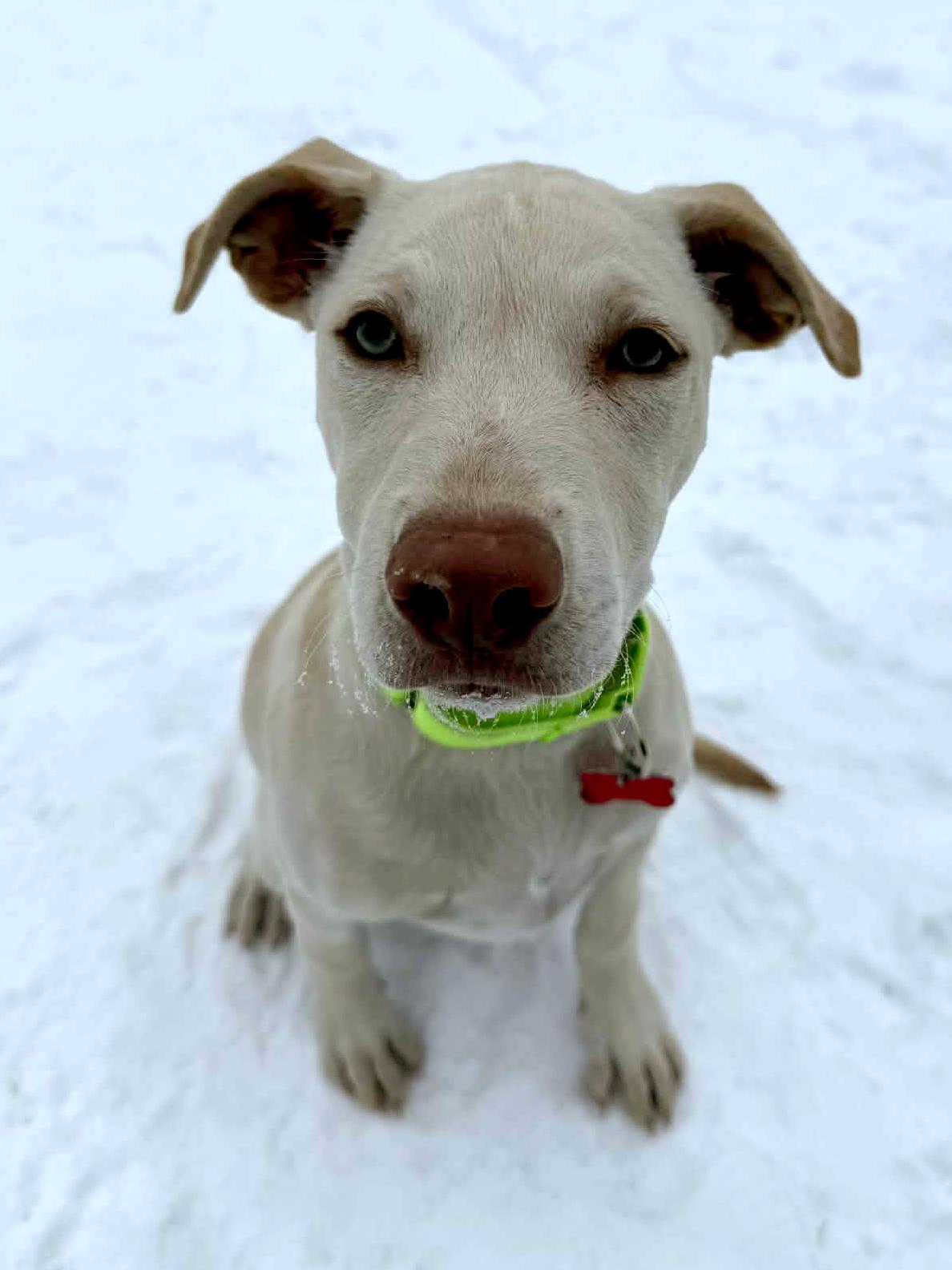 Enlarge Emily, an adopted mixed breed in Onalaska, WI image 5/6