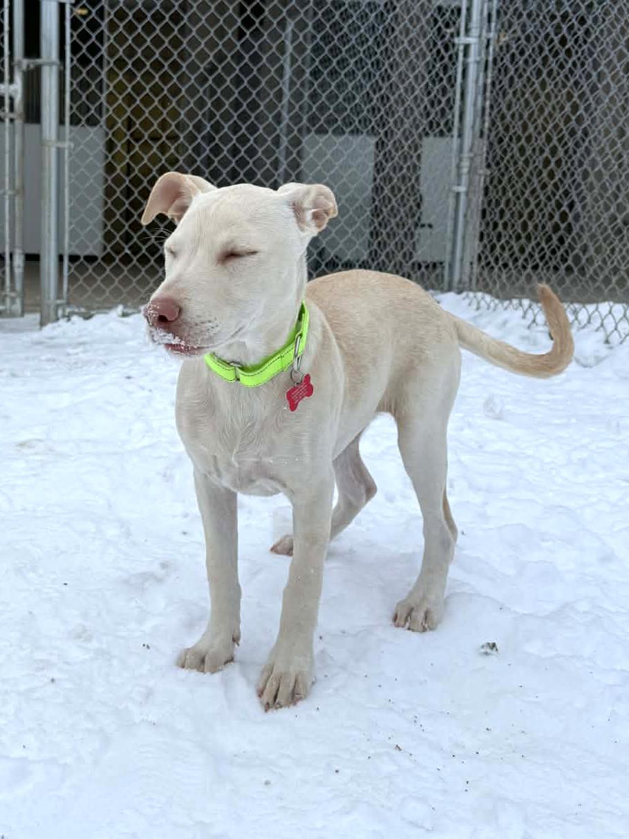 Enlarge Emily, an adopted mixed breed in Onalaska, WI image 6/6