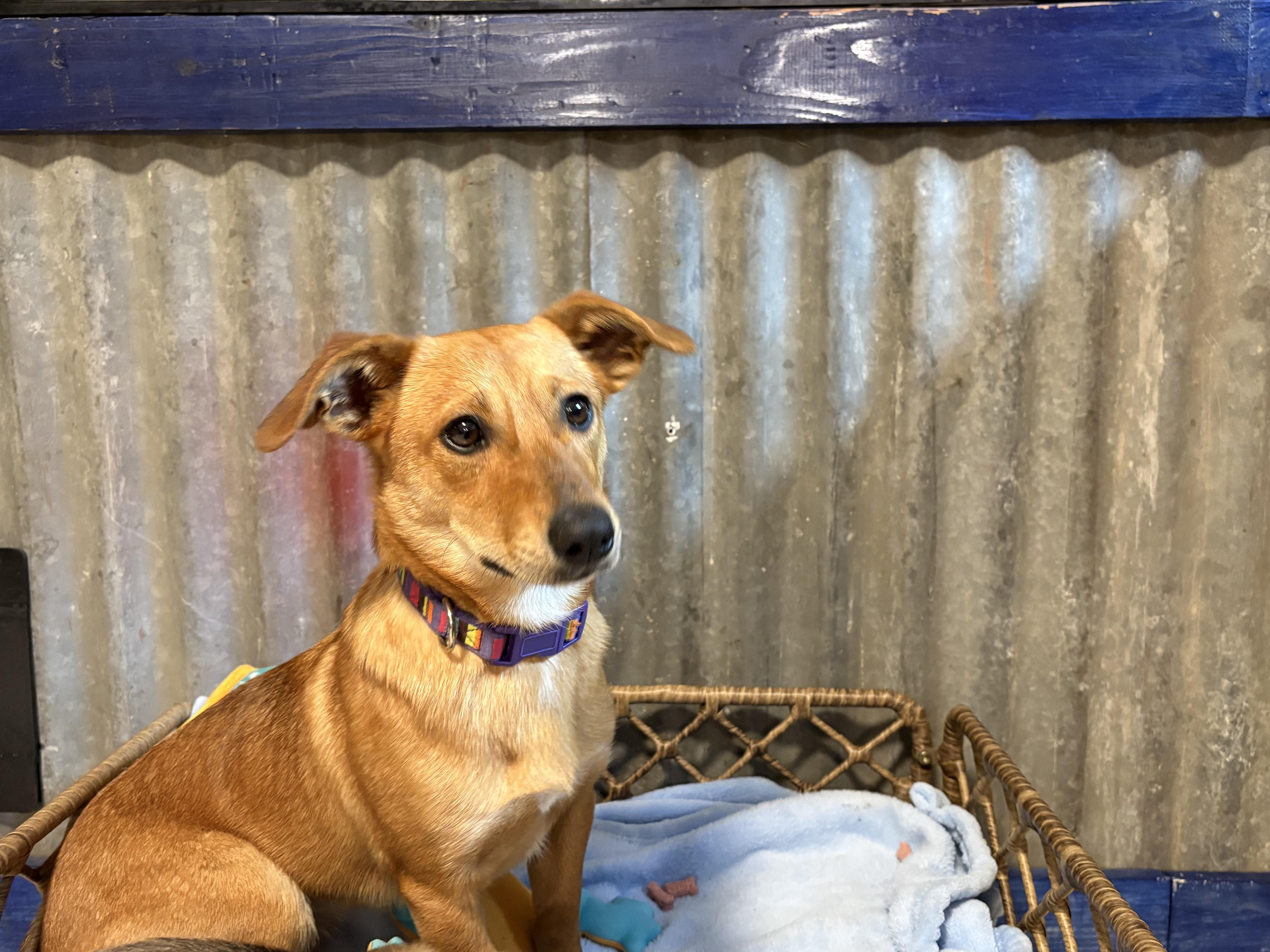 Khloe (Red), Adoptable, Young Female Dachshund.