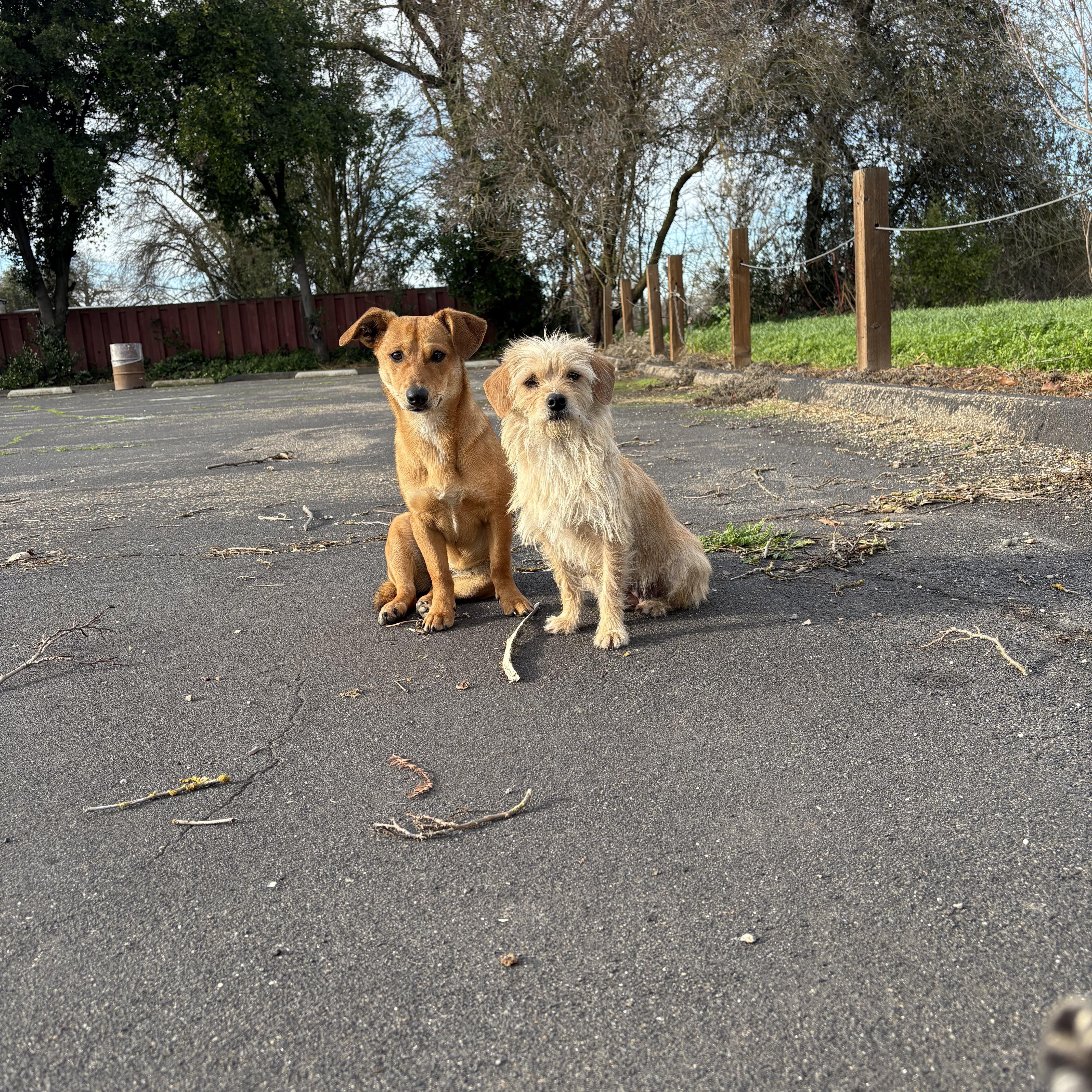 Enlarge Khloe (Red), a Adoptable mixed breed in Herald, CA image 3/3