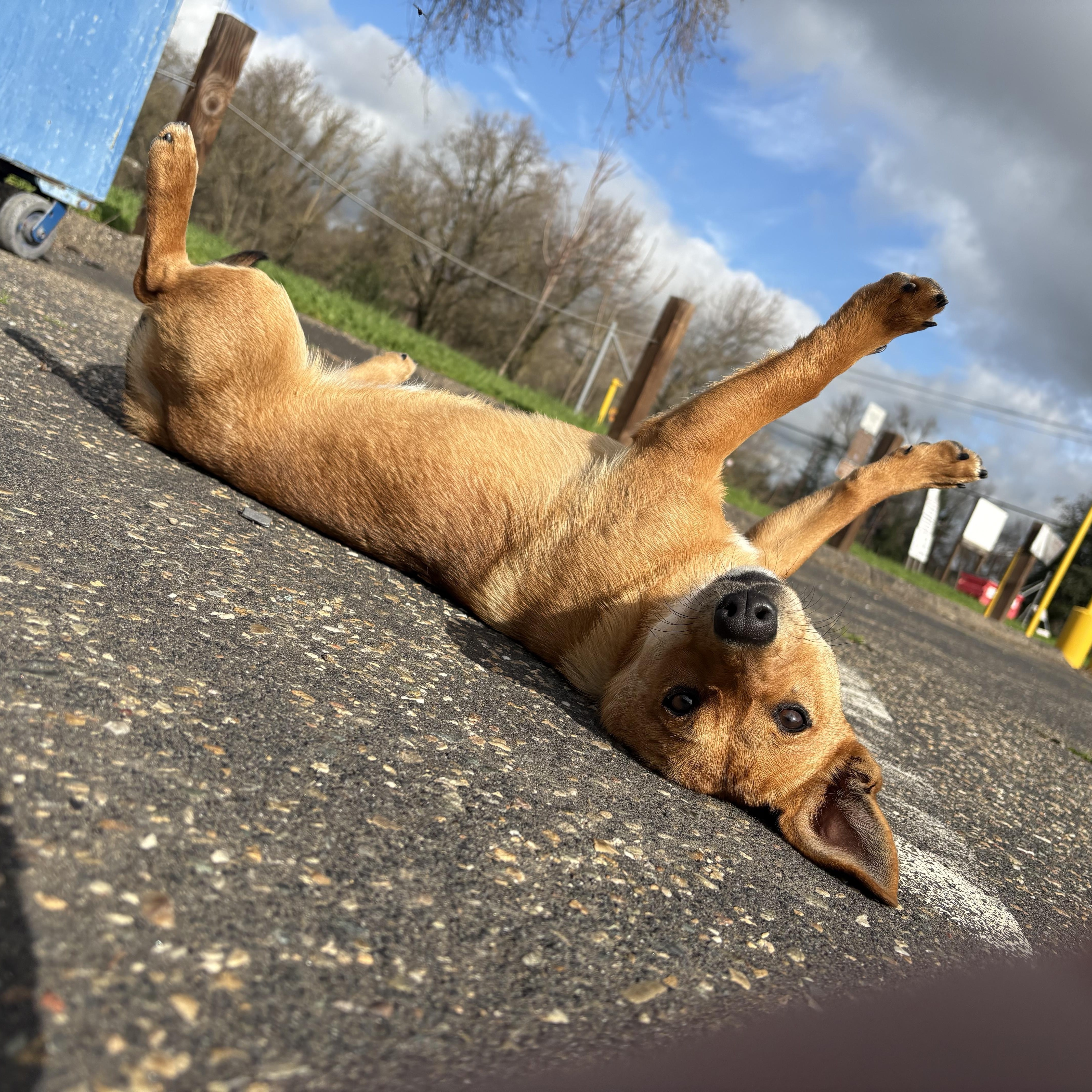 Enlarge Khloe (Red), a Adoptable mixed breed in Herald, CA image 2/3