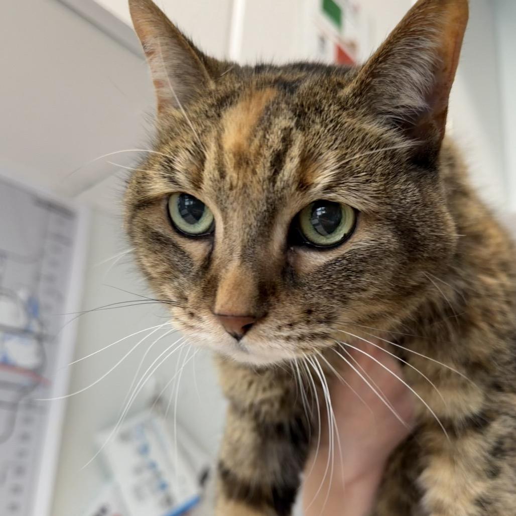 Izzy, Adoptable, Senior Female Domestic Short Hair.
