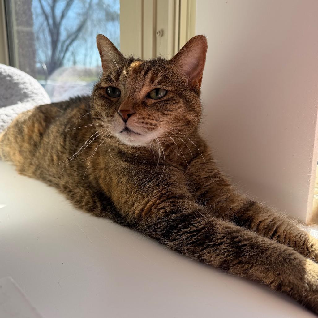 Enlarge Izzy, a Adoptable Domestic Short Hair in Mankato, MN image 2/3