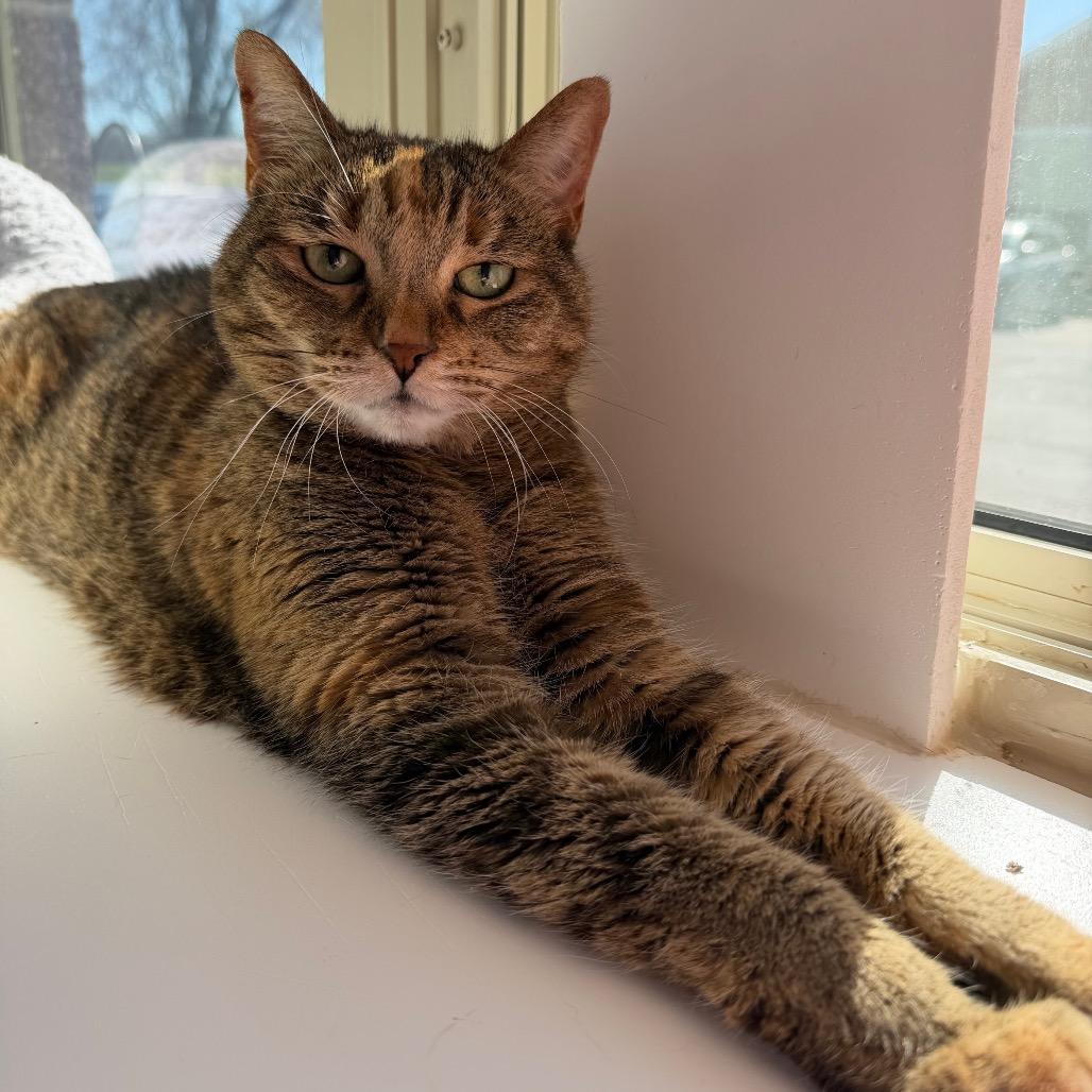 Enlarge Izzy, a Adoptable Domestic Short Hair in Mankato, MN image 3/3