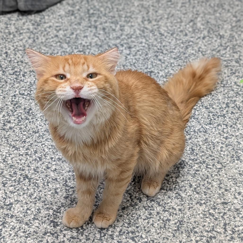 Terry, Adoptable, Adult Male Domestic Medium Hair.