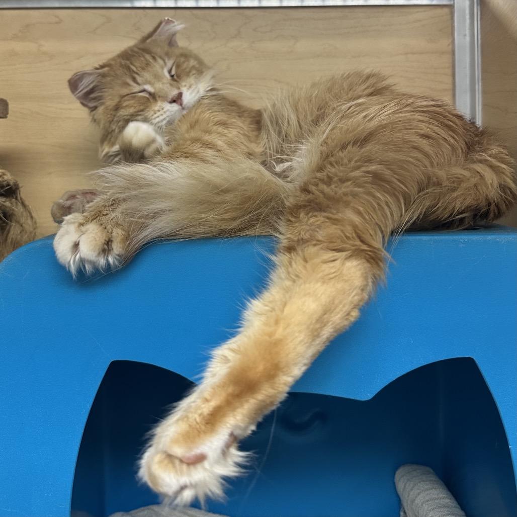 Terry, a Adoptable Domestic Medium Hair in Brookfield, WI image 2/6