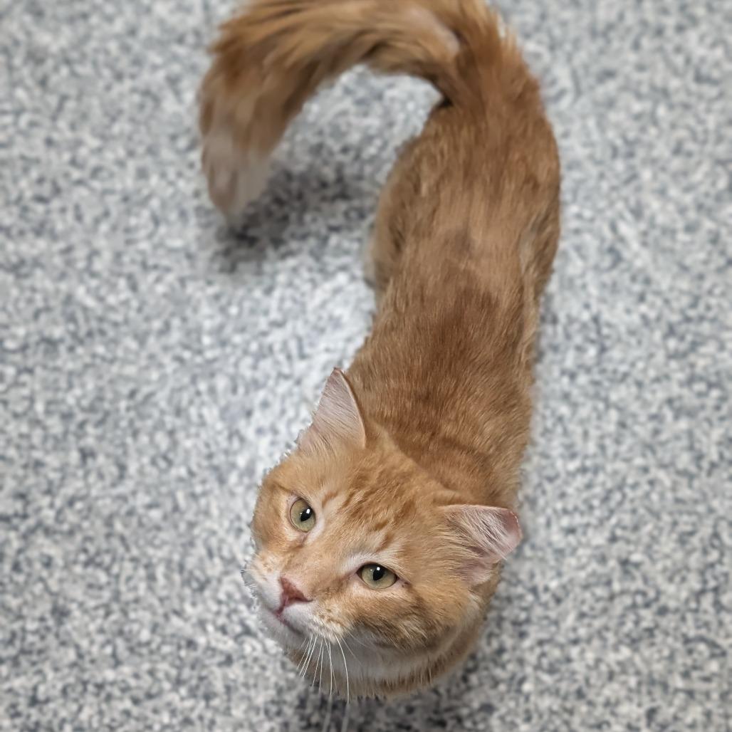 Terry, a Adoptable Domestic Medium Hair in Brookfield, WI image 3/6