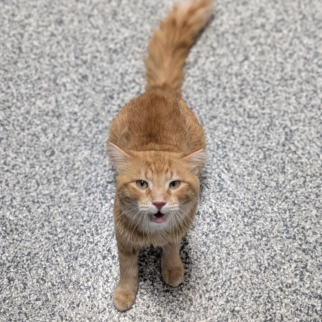 Terry, a Adoptable Domestic Medium Hair in Brookfield, WI image 4/6