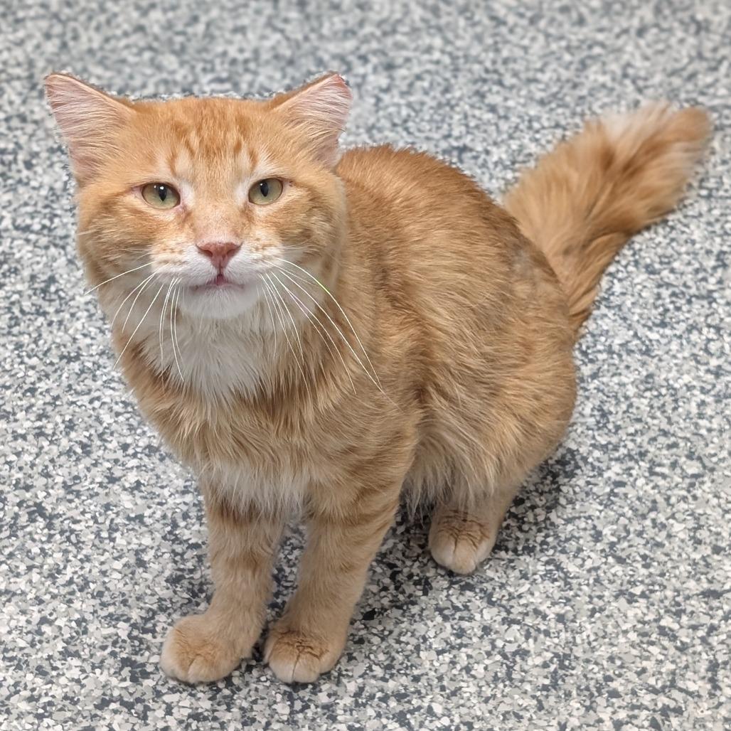 Terry, a Adoptable Domestic Medium Hair in Brookfield, WI image 5/6