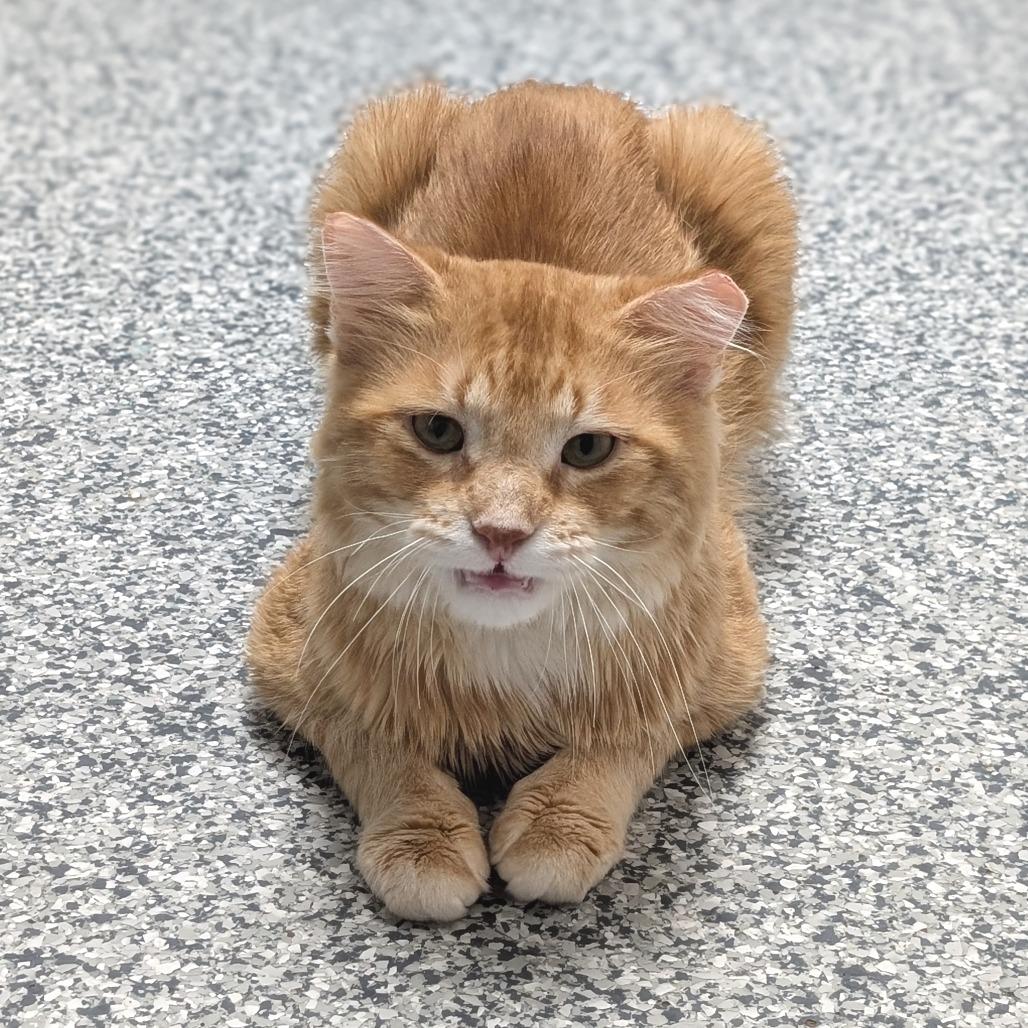 Terry, a Adoptable Domestic Medium Hair in Brookfield, WI image 6/6