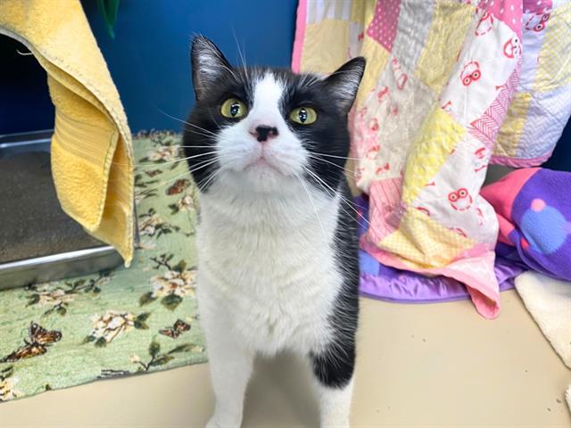 JAX, Adoptable, Adult Male Domestic Short Hair.