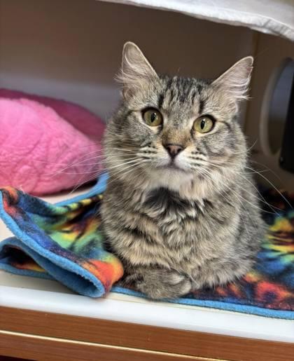 Honey, Adoptable, Adult Female Domestic Medium Hair & Domestic Short Hair.