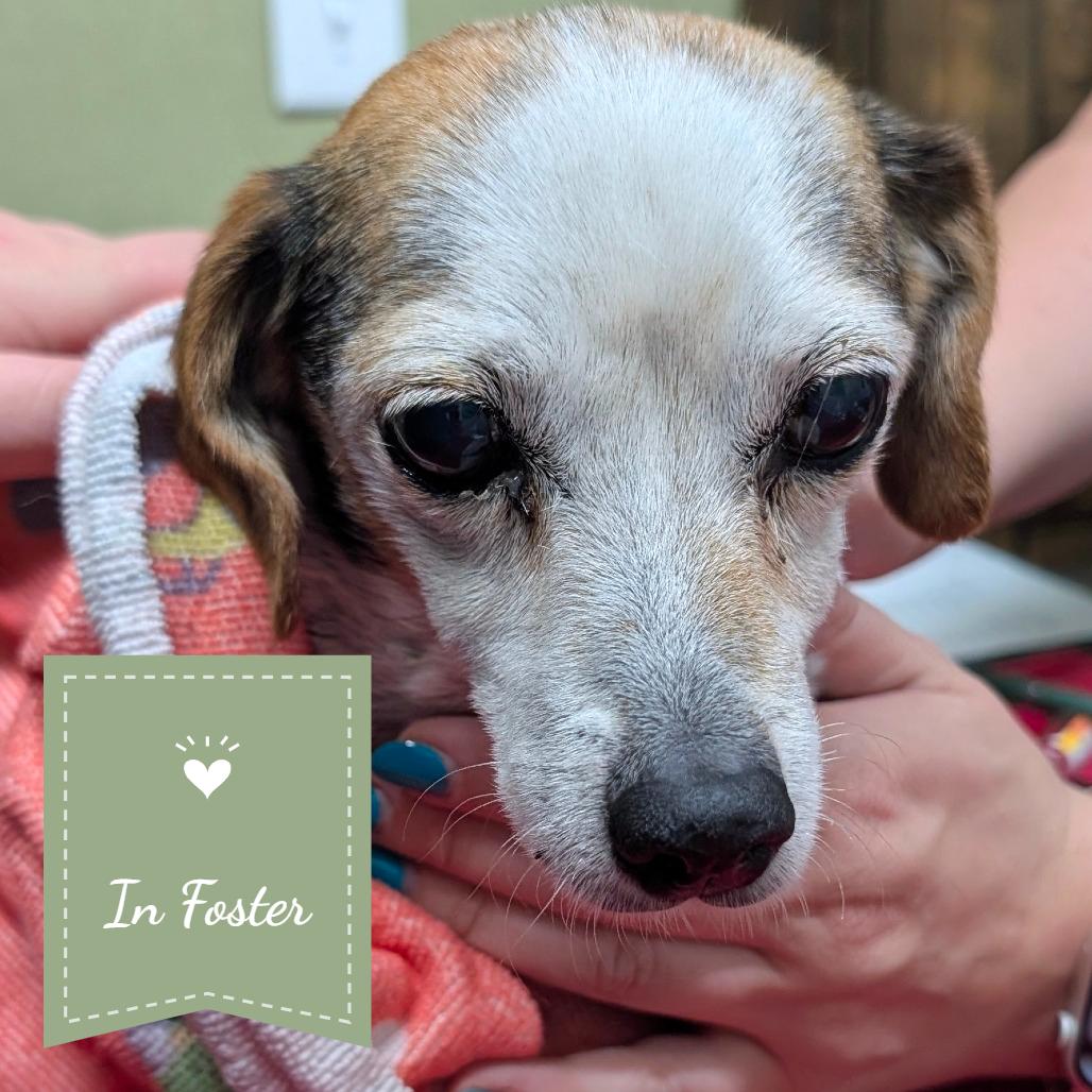Susan, Adoptable, Adult Female Beagle.