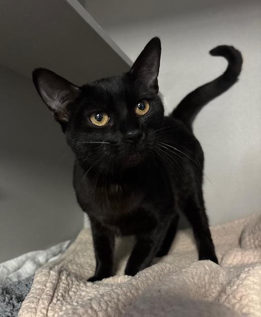 Miso, an adopted Domestic Short Hair in Phoenix, AZ image 1/3