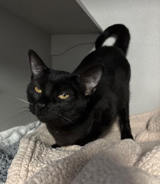 Miso, an adopted Domestic Short Hair in Phoenix, AZ image 3/3