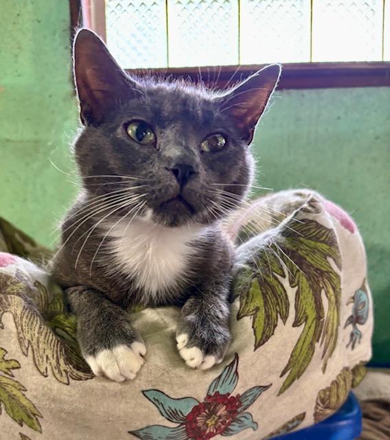 Enlarge MACK, a ADOPTABLE mixed breed in Churchville, PA image 3/3