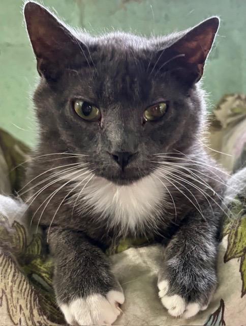 MACK, ADOPTABLE, Young Male Tuxedo & Domestic Short Hair.