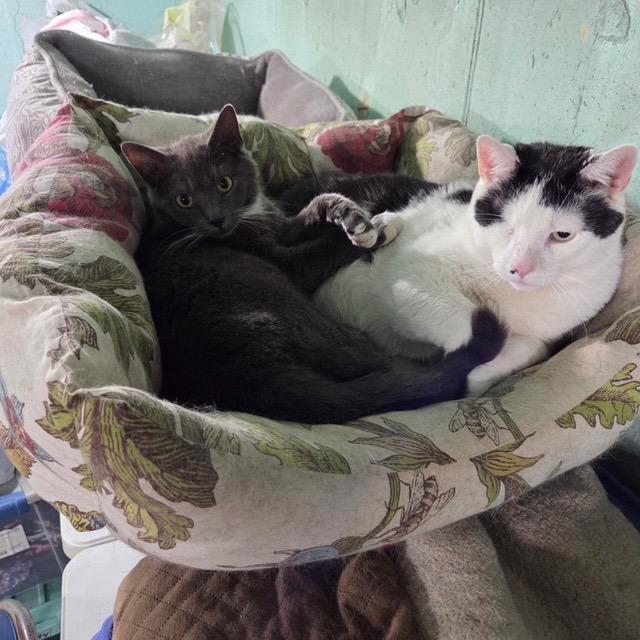 MACK, ADOPTABLE, Young Male Tuxedo & Domestic Short Hair.