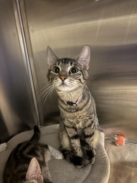 Gloria, Adoptable, Adult Female Domestic Short Hair.