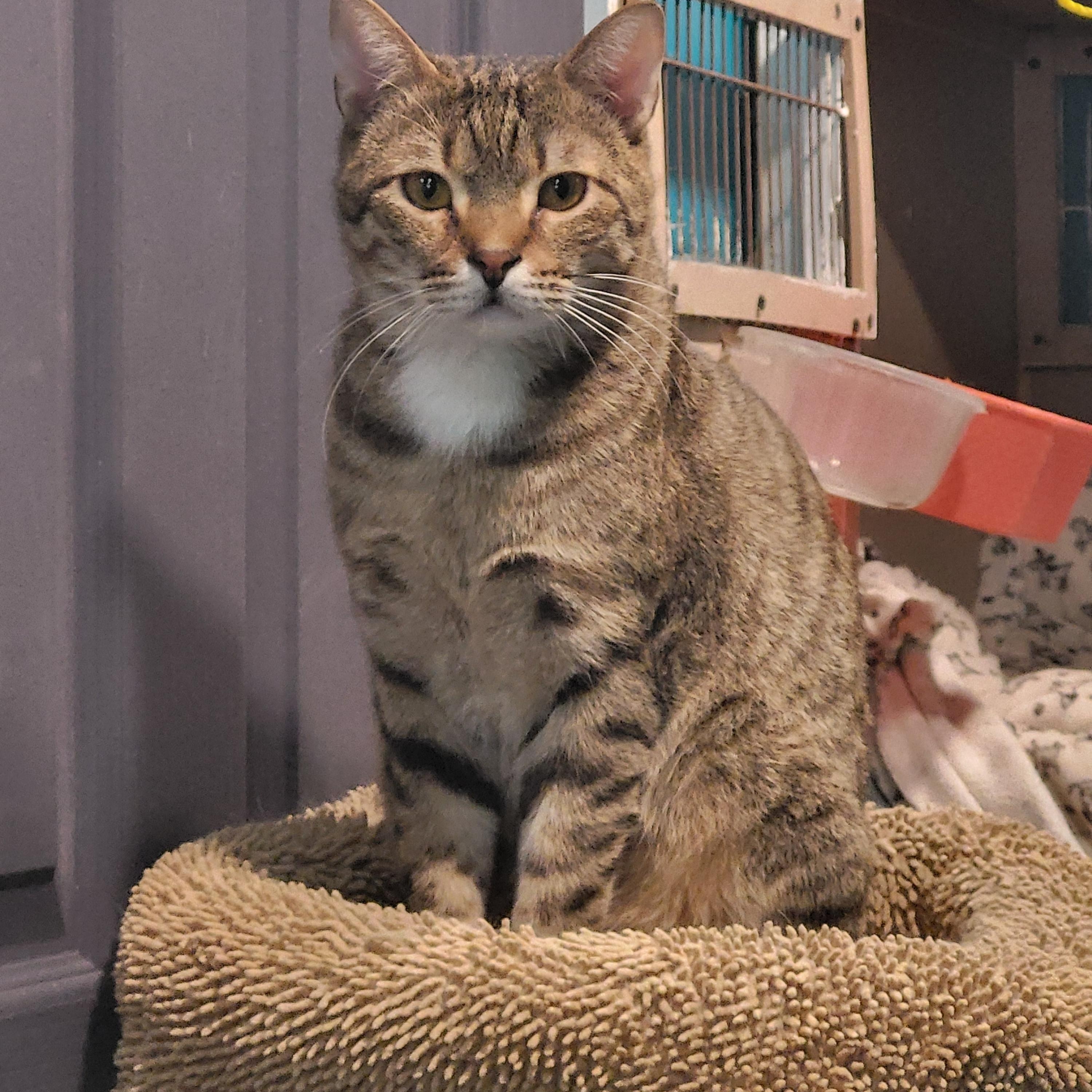 Enlarge Tabona, a Adoptable mixed breed in Chicago, IL image 1/5