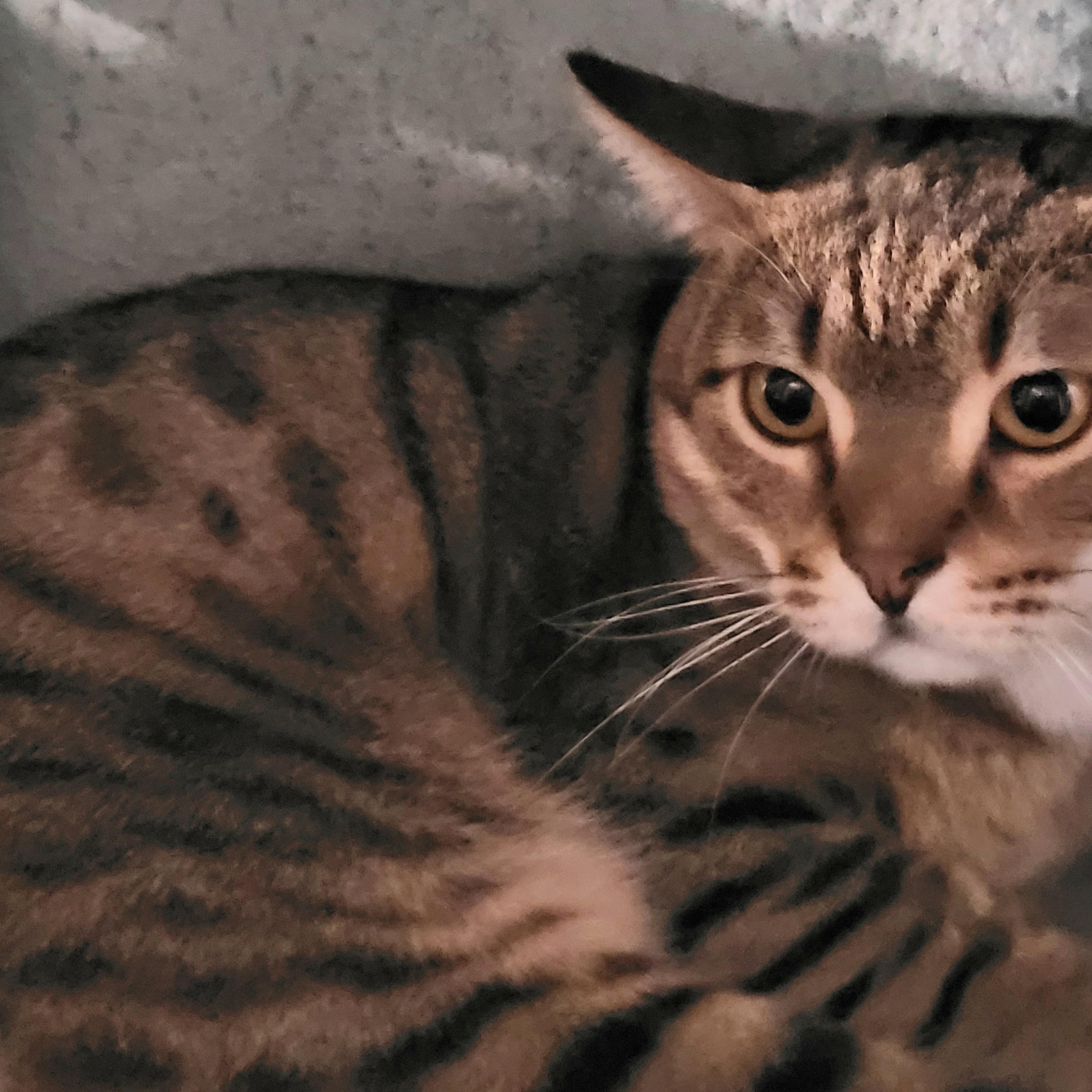 Enlarge Tabona, a Adoptable mixed breed in Chicago, IL image 5/5