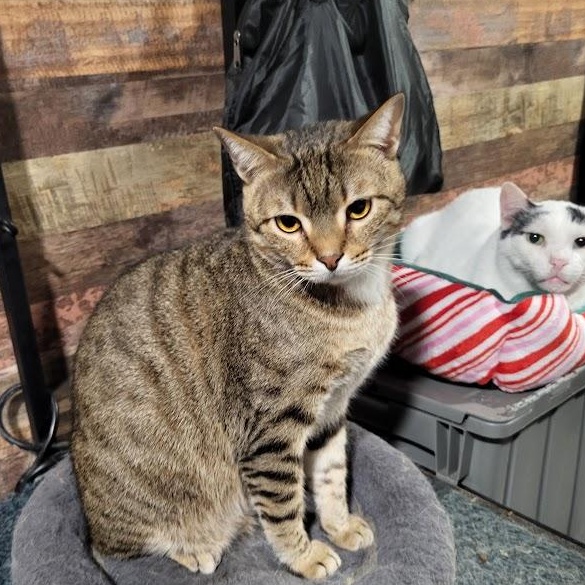 Tabona, Adoptable, Adult Male Bengal.