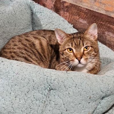 Enlarge Tabona, a Adoptable mixed breed in Chicago, IL image 3/5