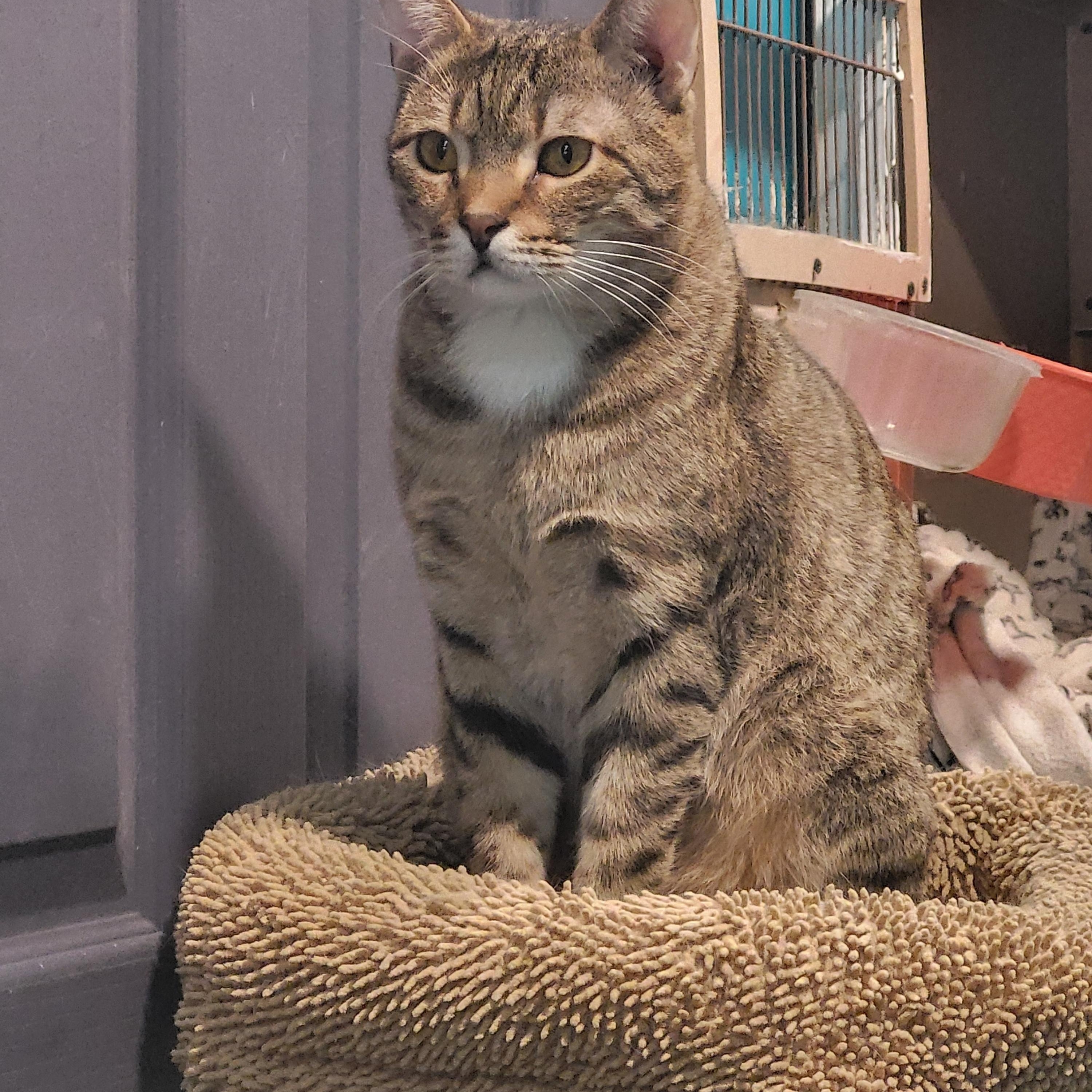 Enlarge Tabona, a Adoptable mixed breed in Chicago, IL image 4/5