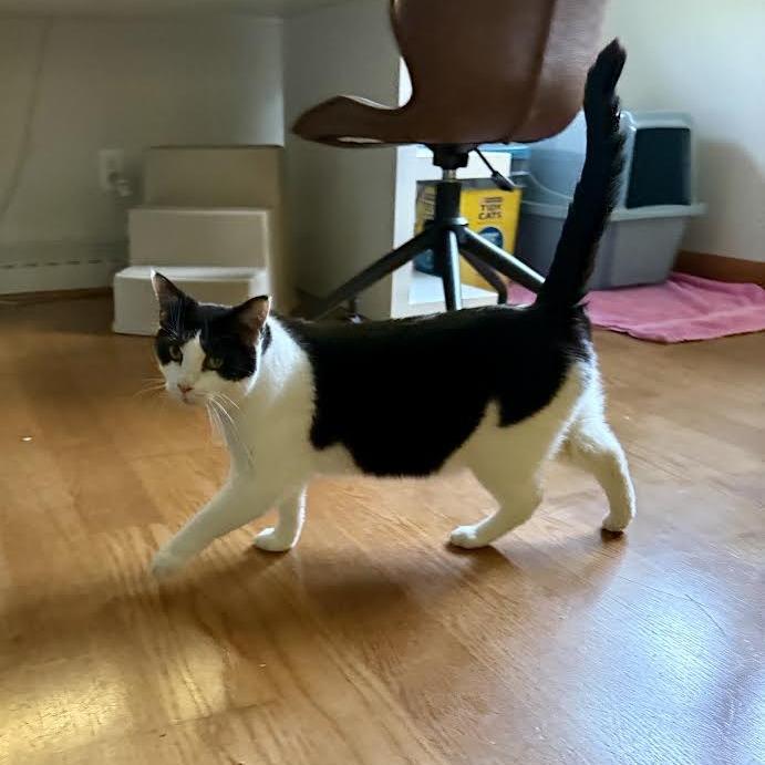 Enlarge Jar, a Adoptable Domestic Short Hair in Madison, WI image 1/5