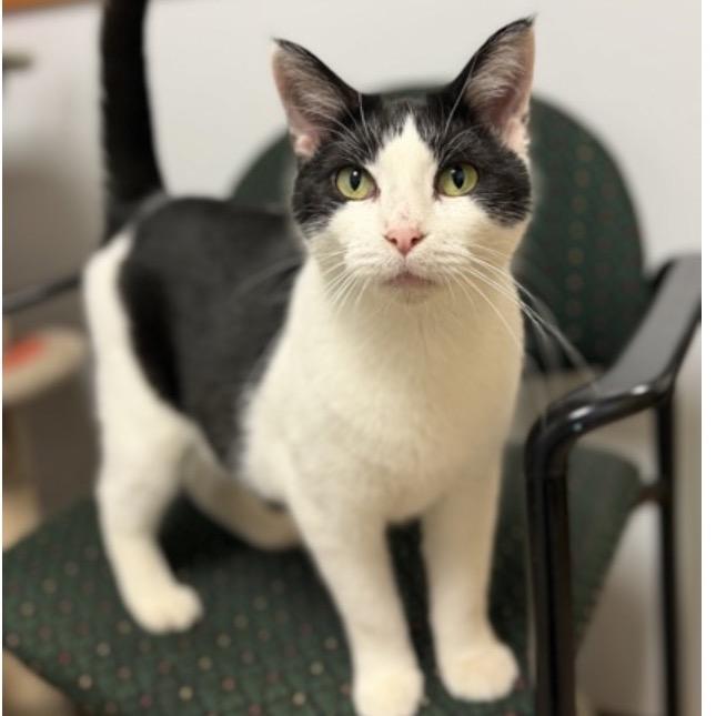 Enlarge Jar, a Adoptable Domestic Short Hair in Madison, WI image 2/5