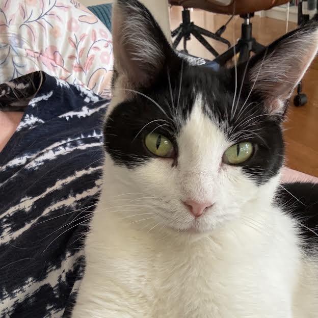 Enlarge Jar, a Adoptable Domestic Short Hair in Madison, WI image 4/5