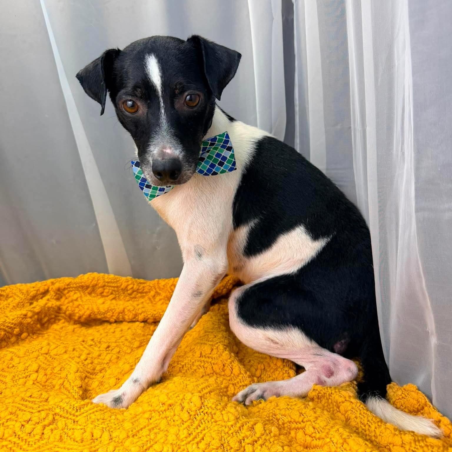 Enlarge Derek, a Adoptable mixed breed in Southfield , MI image 4/6
