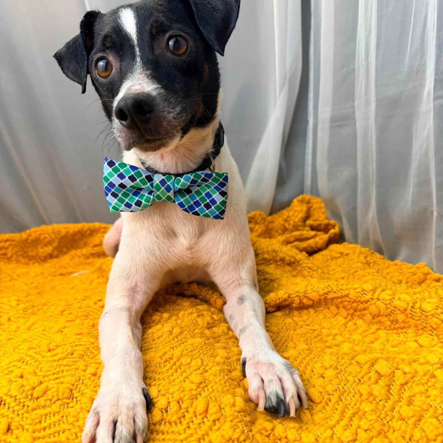 Enlarge Derek, a Adoptable mixed breed in Southfield , MI image 1/6