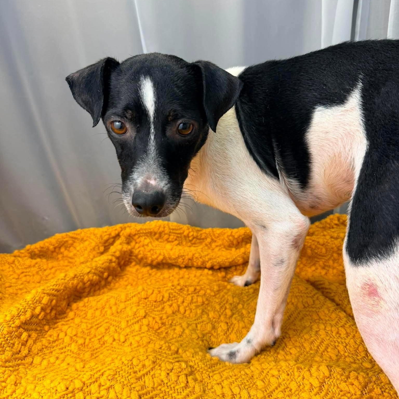 Enlarge Derek, a Adoptable mixed breed in Southfield , MI image 5/6