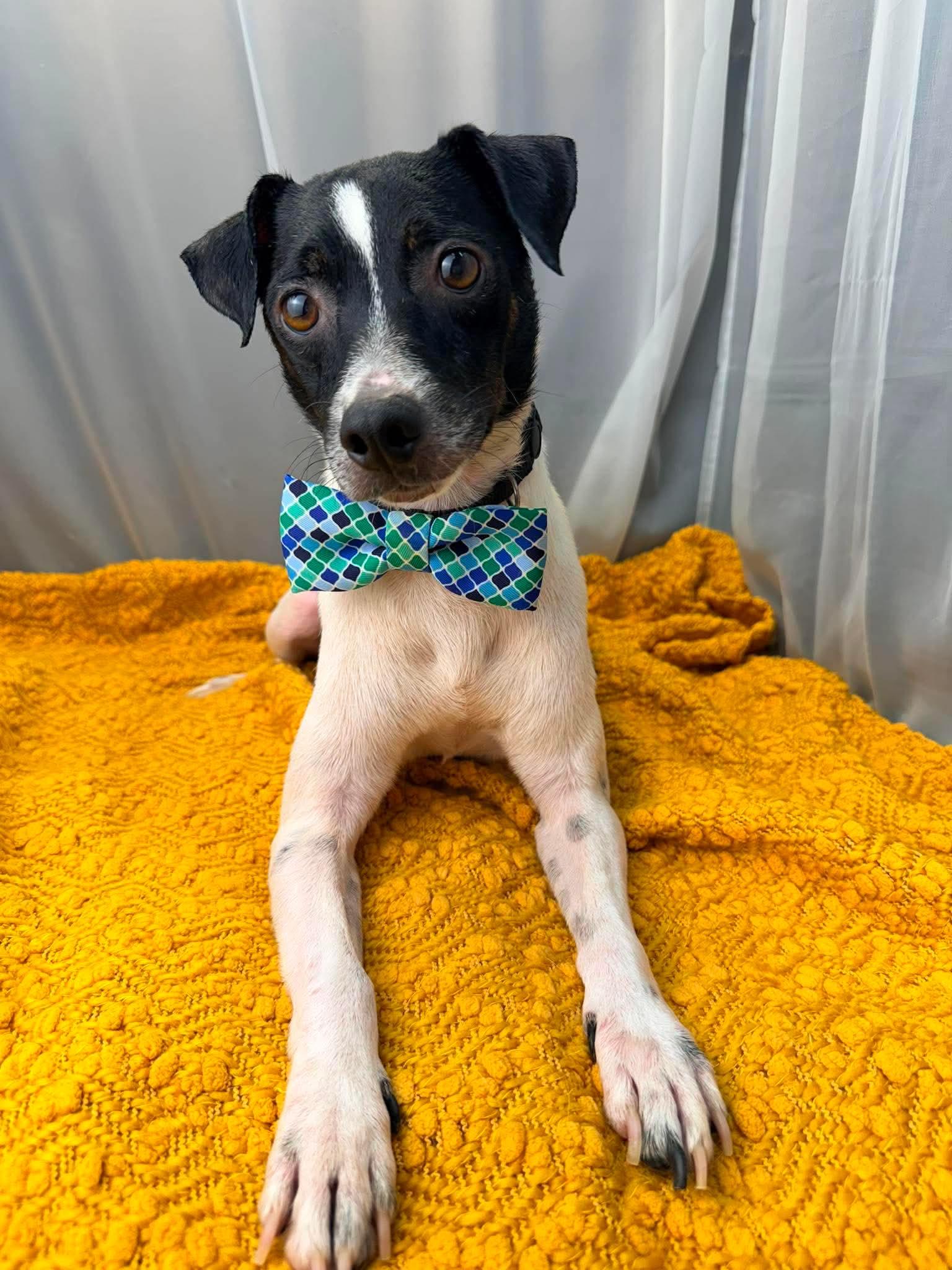 Enlarge Derek, a Adoptable mixed breed in Southfield , MI image 6/6