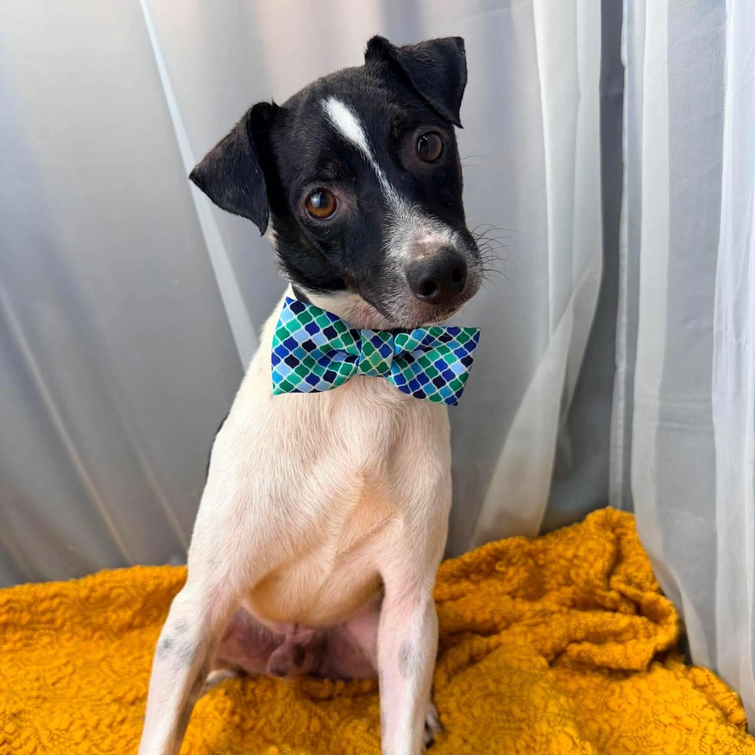 Enlarge Derek, a Adoptable mixed breed in Southfield , MI image 2/6