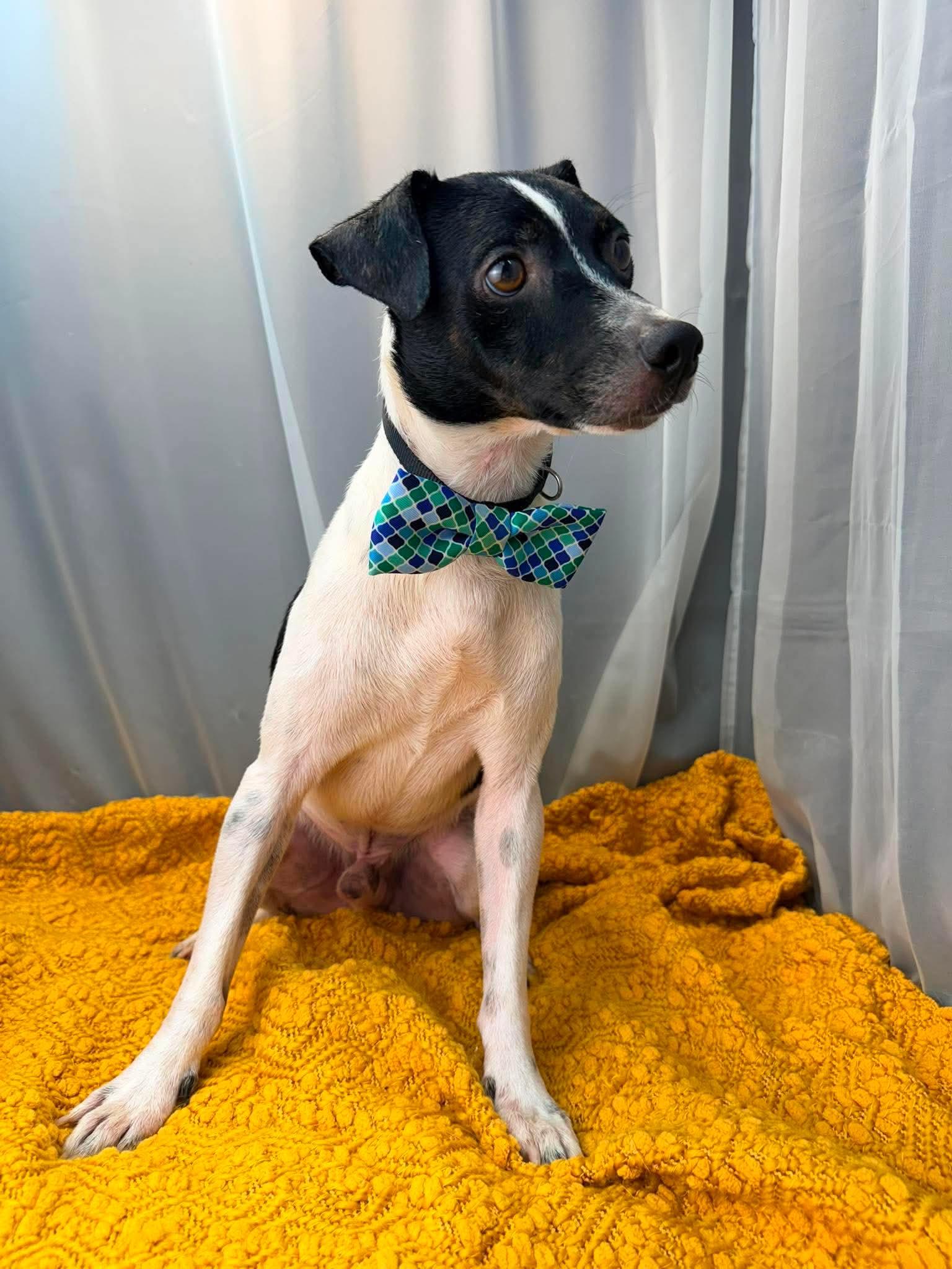 Enlarge Derek, a Adoptable mixed breed in Southfield , MI image 3/6