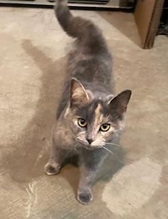 Mouchie, ADOPTABLE, Young Female Domestic Short Hair.