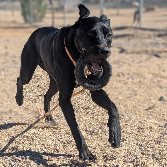 Goober, a Adoptable Mixed Breed in Albuquerque, NM image 1/6