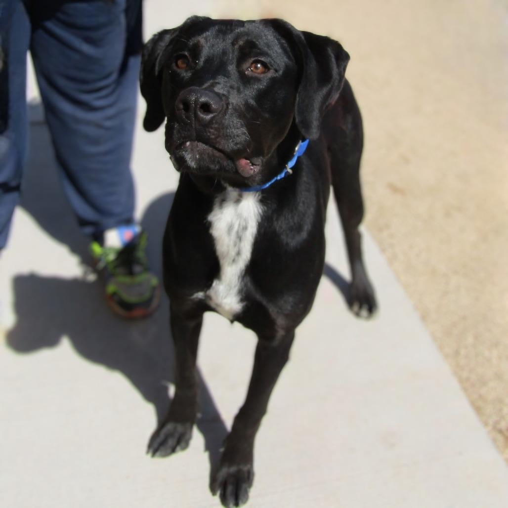Goober, a Adoptable Mixed Breed in Albuquerque, NM image 2/6