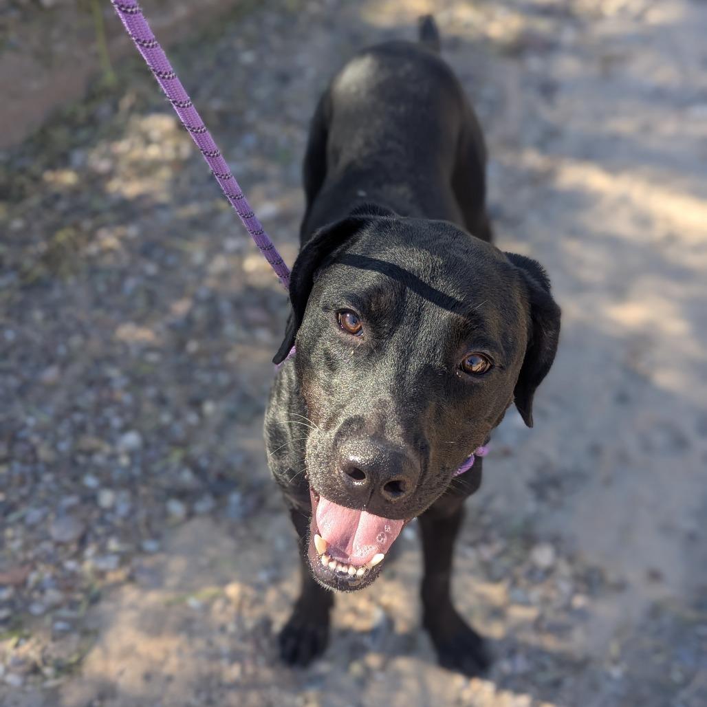 Goober, a Adoptable Mixed Breed in Albuquerque, NM image 3/6