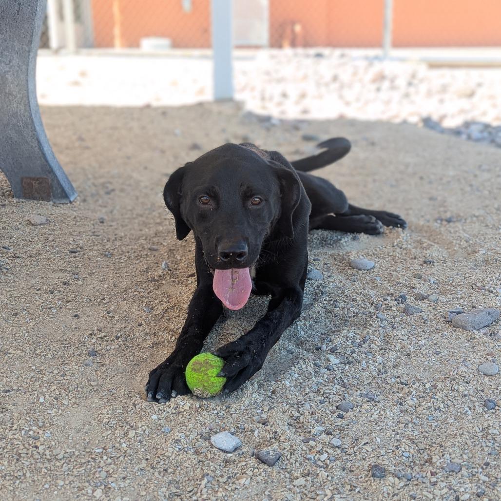 Goober, a Adoptable Mixed Breed in Albuquerque, NM image 5/6