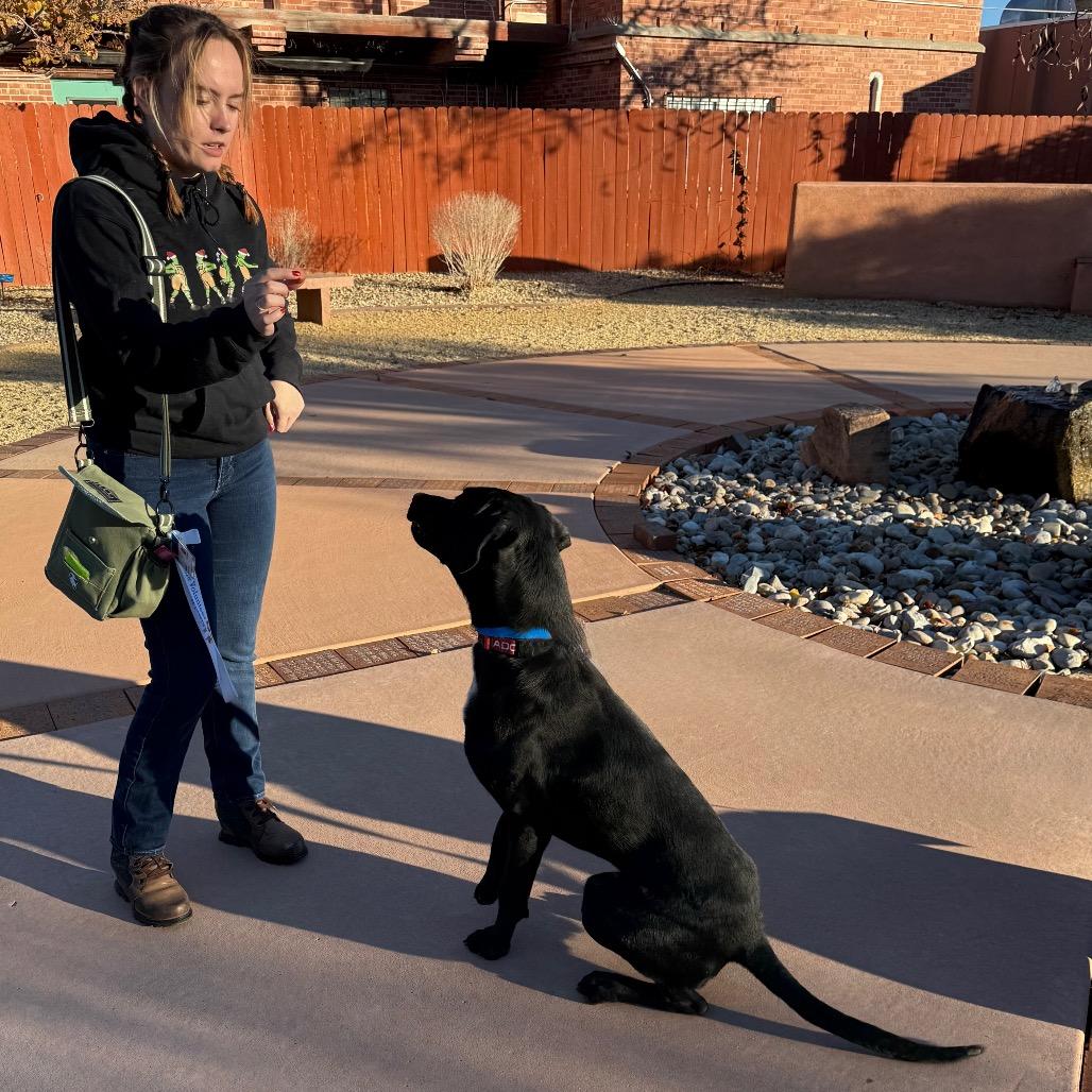 Goober, a Adoptable Mixed Breed in Albuquerque, NM image 6/6