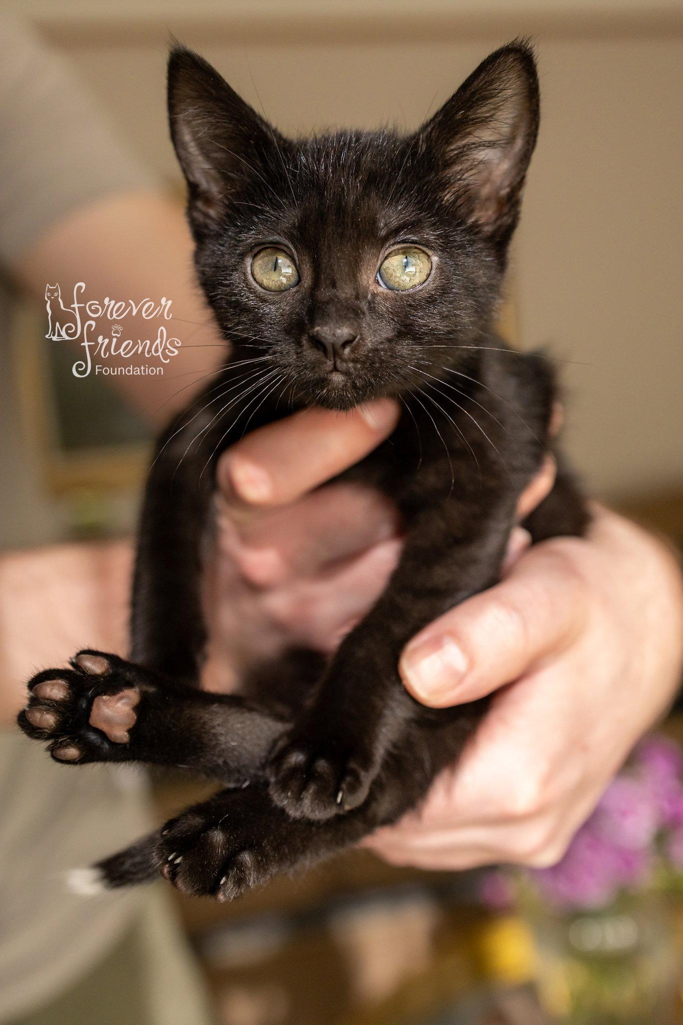 TIPPY LOCKET, Adopted, Kitten Female Domestic Short Hair.