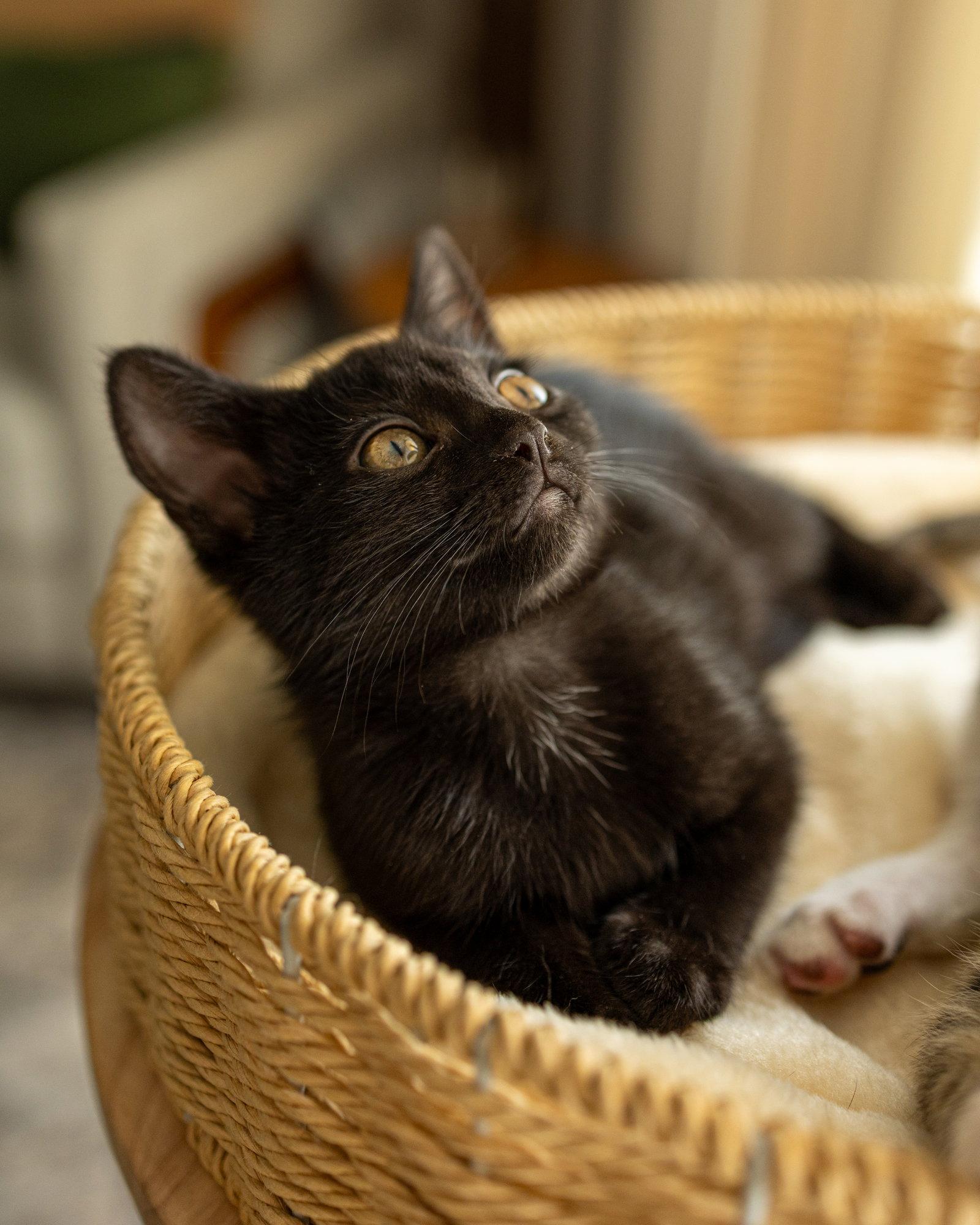 TIPPY LOCKET, a Adopted Domestic Short Hair in Northfield, OH image 2/2