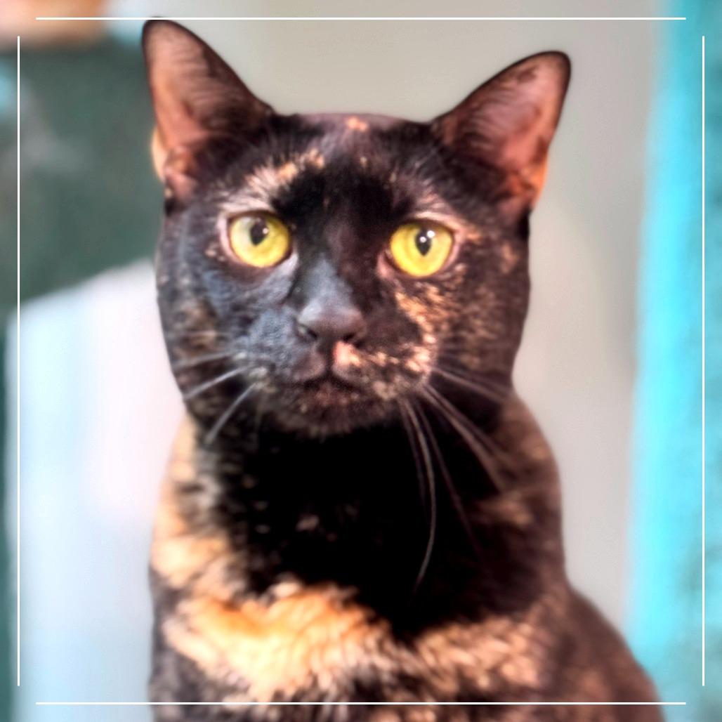 Enlarge Riannon, a Adoptable Domestic Short Hair in Cumming, GA image 1/3